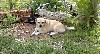 CANELI