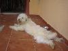 GUINDA