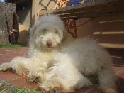 GUINDA