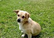 CANELI